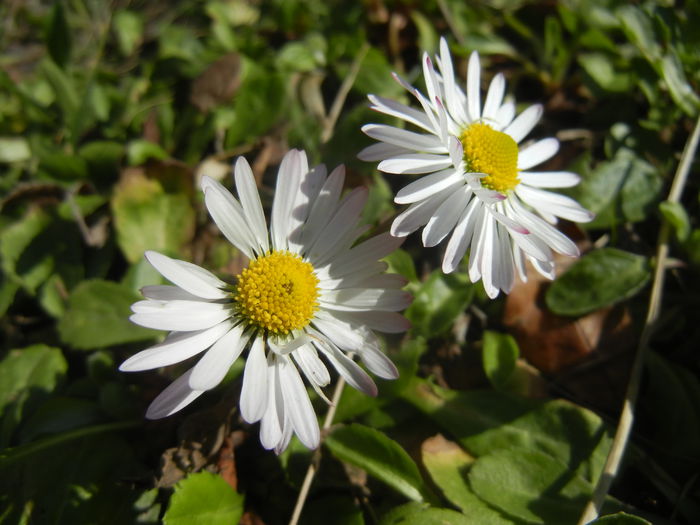 Bellis perennis (2015, March 09) - BELLIS Perennis