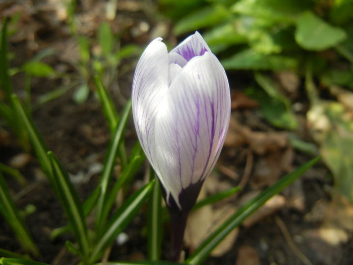 Crocus King of the Striped (2015, Mar.08)