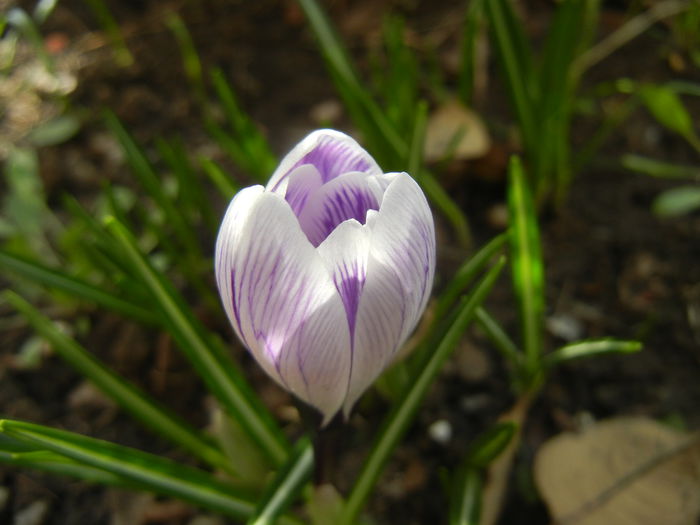 Crocus King of the Striped (2015, Mar.08)