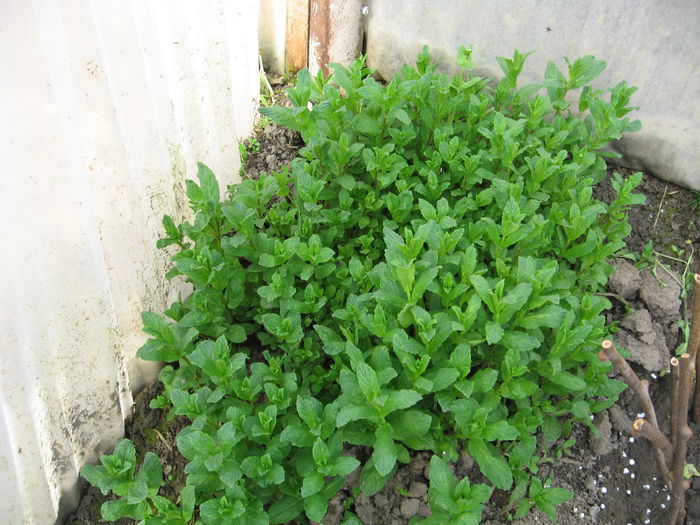 menta 20 martie 2015 - MENTA SPICATA SPEARMINT