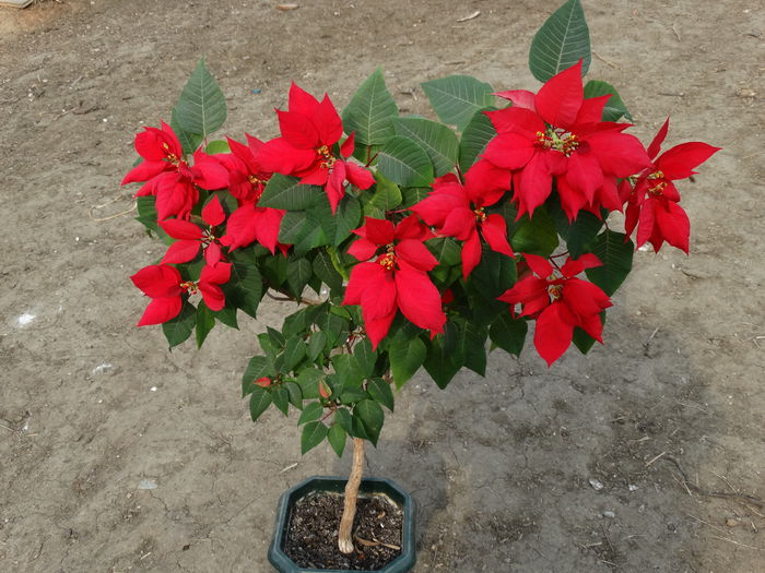 DSC09629 - Plante in ghiveci 2015