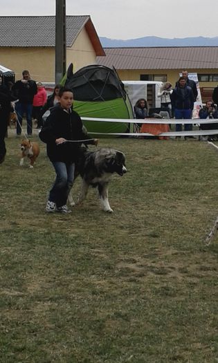 Junior handler - Ciobanesc romanesc Carpatin