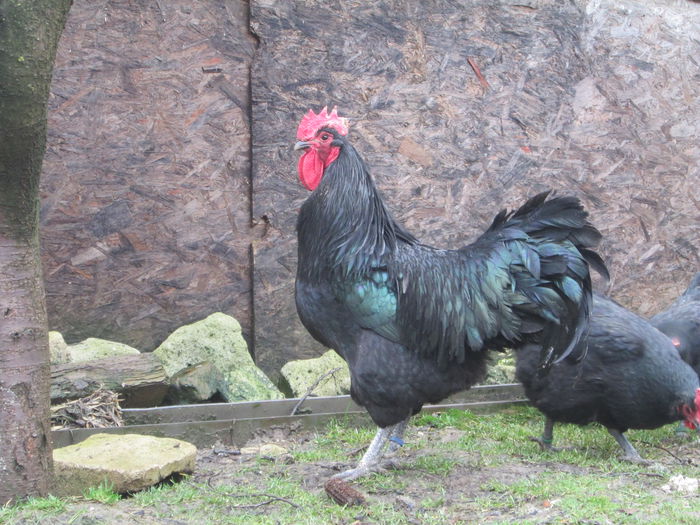 IMG_3507 - AUSTRALORP ADUS GERMANIA