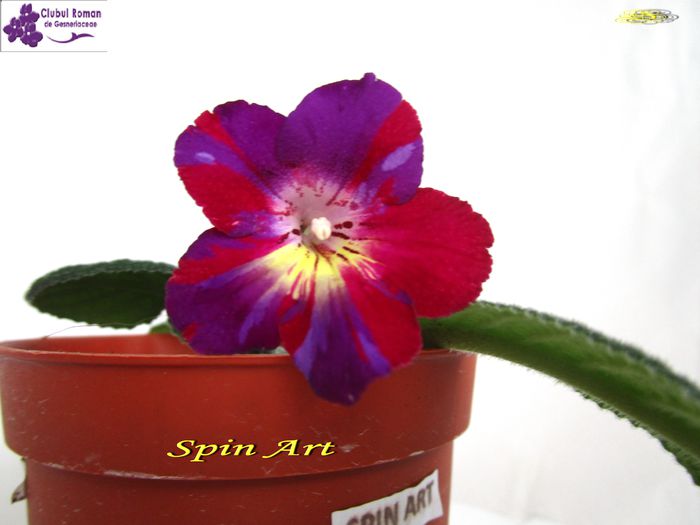 Spin Art (23-03-2015) - Streptocarpusi 2015