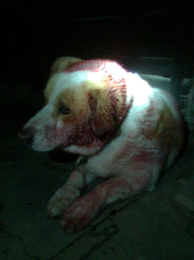 OSMAN RANITUL...; DUPA NUNTA CU PUFARINA  S-A ALES CU O RANA LA URECHEA STANGA
FOTOGRAFIA A FOST FACUTA PE 22 03 2015 LA ORA 22:45
