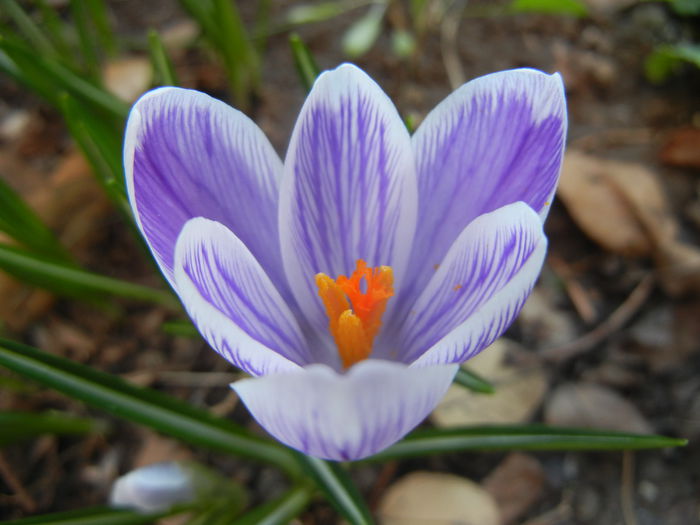 Crocus King of the Striped (2015, Mar.09) - Crocus King of the Striped