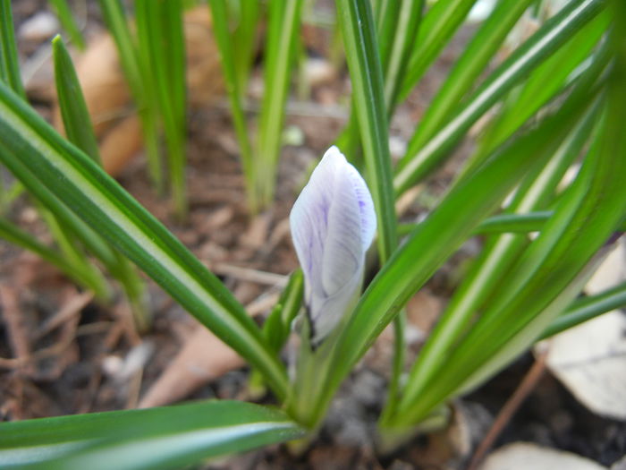 Crocus King of the Striped (2015, Mar.09)