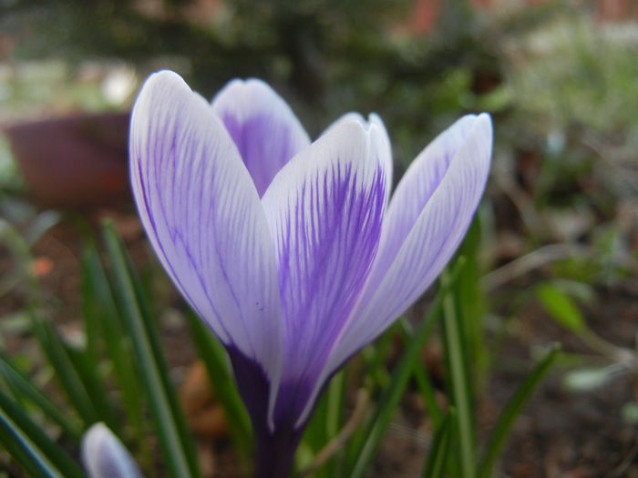 Crocus King of the Striped (2015, Mar.09)