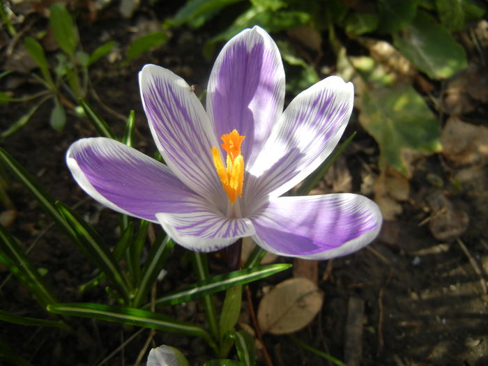 Crocus King of the Striped (2015, Mar.09)