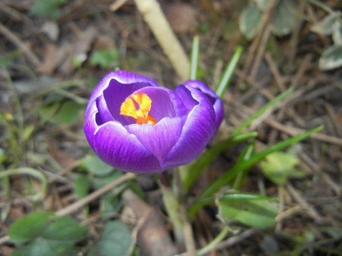 Crocus Remembrance (2015, March 09)