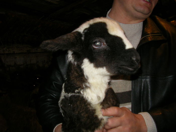 SANY0002 - Copie - miei 2015