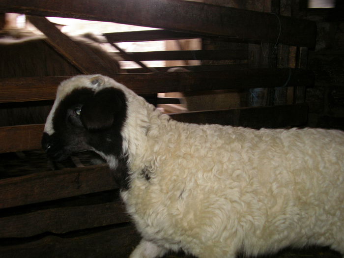 SANY0004 - Copie - miei 2015