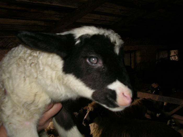 SANY0012 - Copie - miei 2015