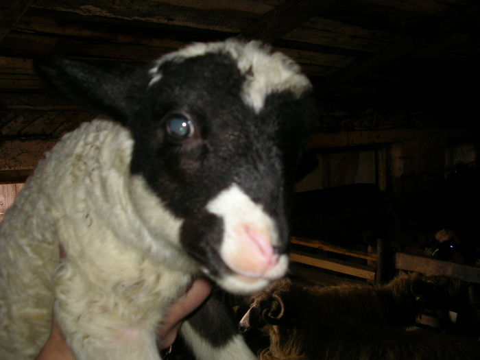 SANY0013 - Copie - miei 2015