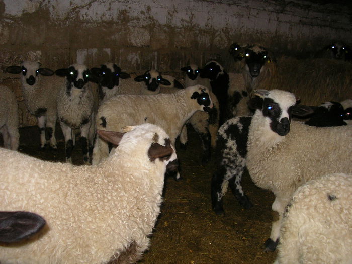 SANY0014 - Copie - miei 2015