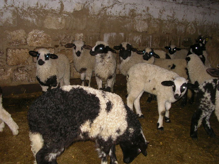 SANY0015 - Copie - miei 2015