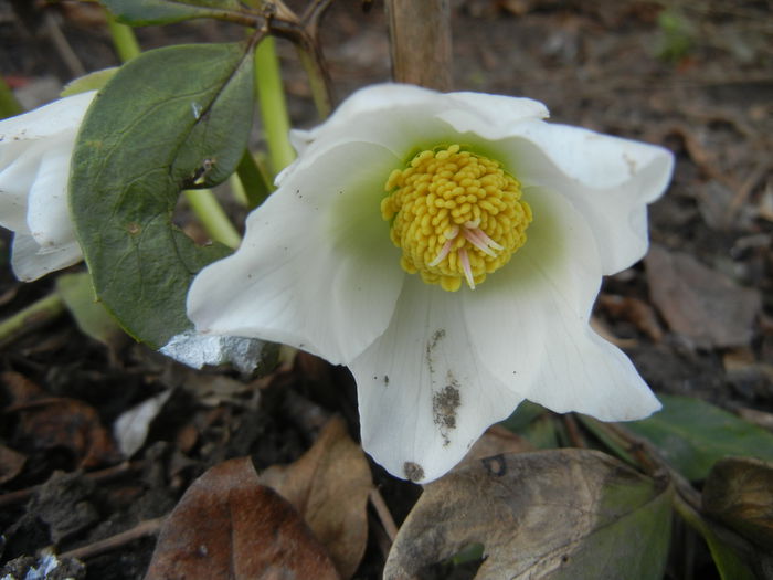 Helleborus Niger (2015, March 11)