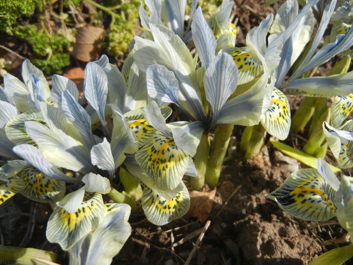 Iris Katharine Hodgkin (2015, March 09) Iris Katharine Hodgkin (2015, March 09)
