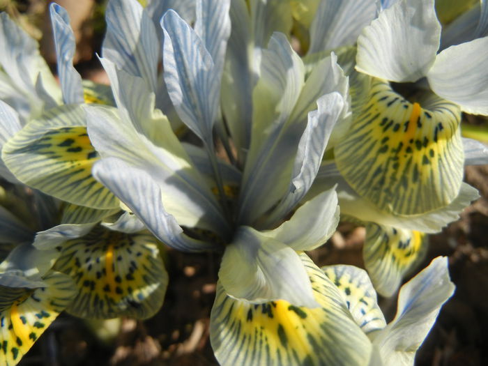 Iris Katharine Hodgkin (2015, March 09) Iris Katharine Hodgkin (2015, March 09)