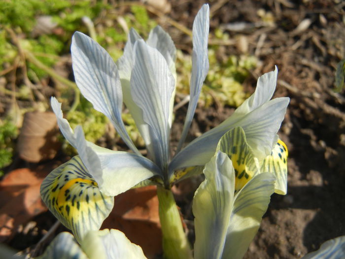 Iris Katharine Hodgkin (2015, March 09) - Iris reticulata Katharine Hodgkin
