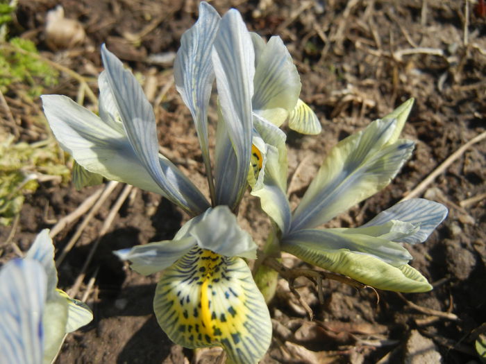 Iris Katharine Hodgkin (2015, March 09) Iris Katharine Hodgkin (2015, March 09)