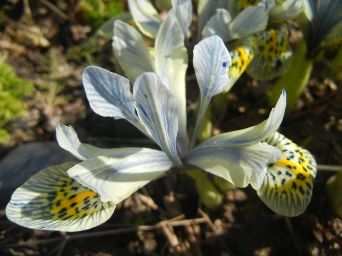 Iris Katharine Hodgkin (2015, March 09) Iris Katharine Hodgkin (2015, March 09)