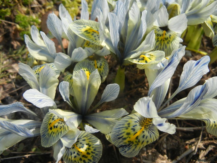 Iris Katharine Hodgkin (2015, March 11) - Iris reticulata Katharine Hodgkin