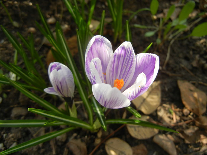 Crocus King of the Striped (2015, Mar.11) - Crocus King of the Striped