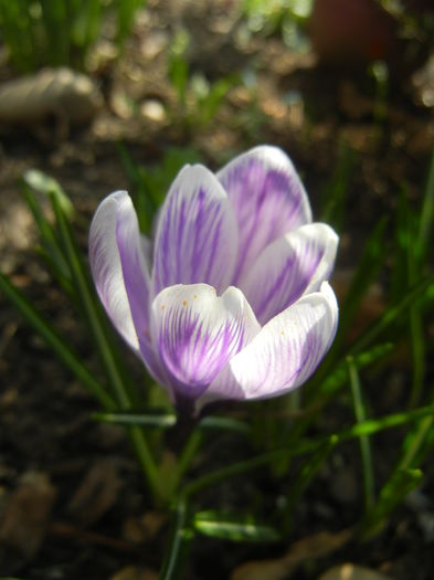 Crocus King of the Striped (2015, Mar.11)