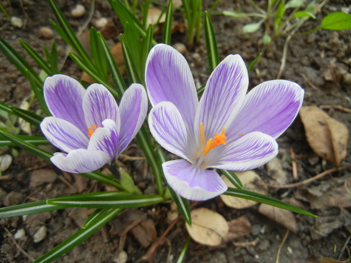 Crocus King of the Striped (2015, Mar.12)