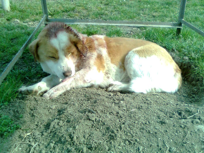 ....DINTRE PRETENDENTII PUFARINEI