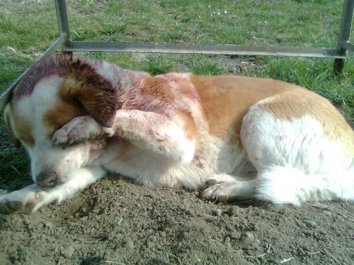 DURERILE SUNT GROAZNICE....