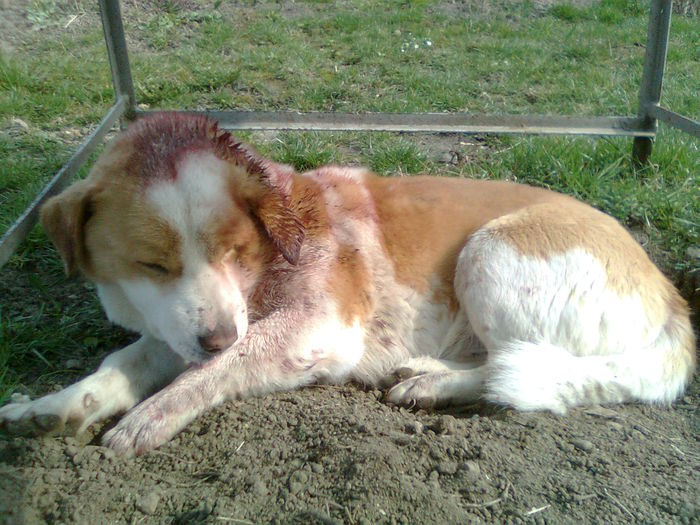 ...DAR OSMAN E PUTERNIC,REZISTA....