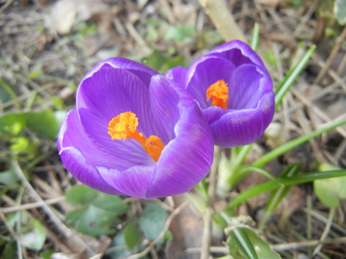 Crocus Remembrance (2015, March 11)