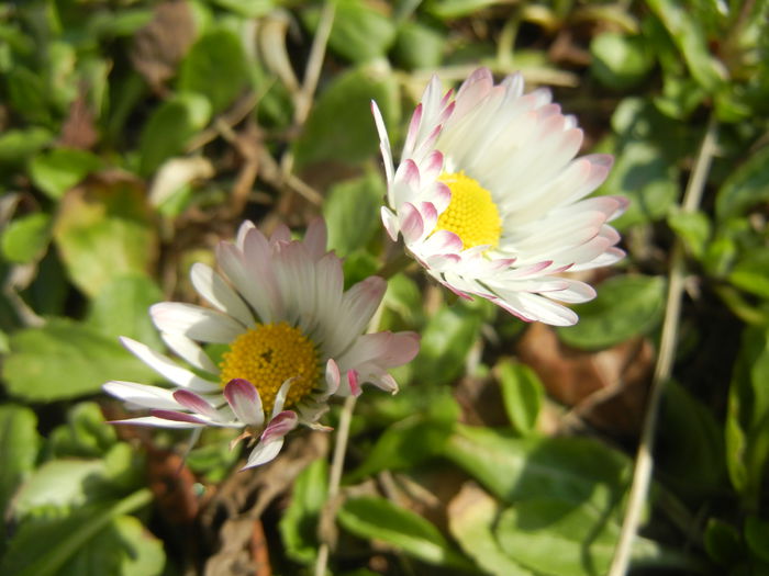Bellis perennis (2015, March 11) - BELLIS Perennis