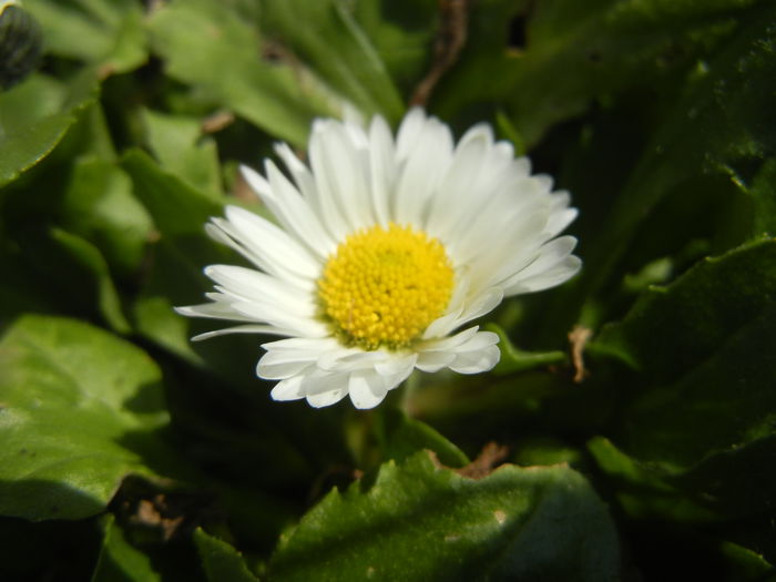 Bellis perennis (2015, March 11) - BELLIS Perennis