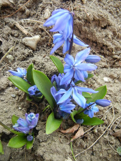 Scilla siberica (2015, March 12) - SCILLA Siberica_Siberian Squill