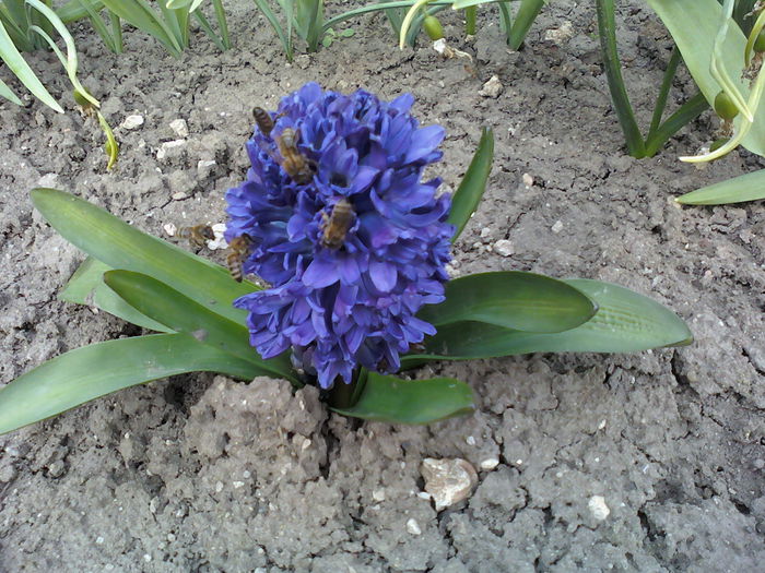 Zambila albastru inchis