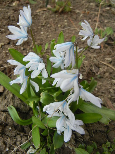 Scilla tubergeniana (2015, March 12)