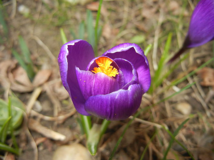 Crocus Flower Record (2015, March 12)