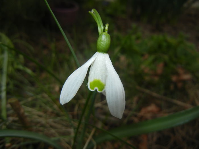 Snowdrop (2015, March 12) - GHIOCEI_Galanthus nivalis