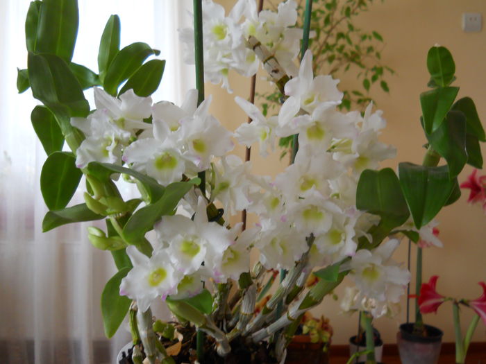 2275 - dendrobium 2015