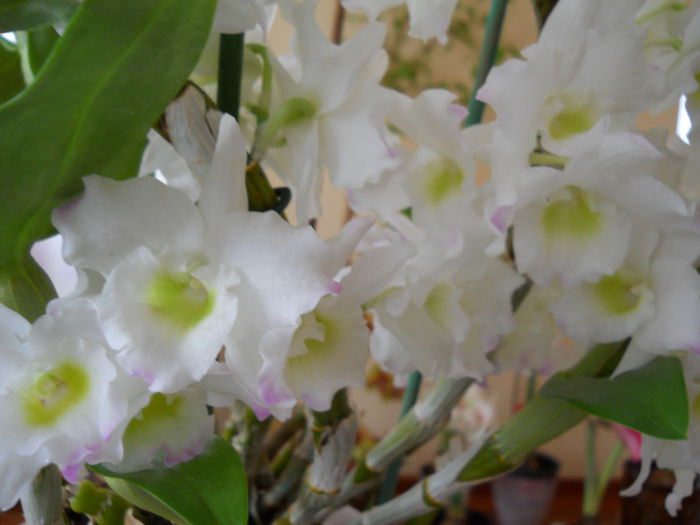 2276 - dendrobium 2015