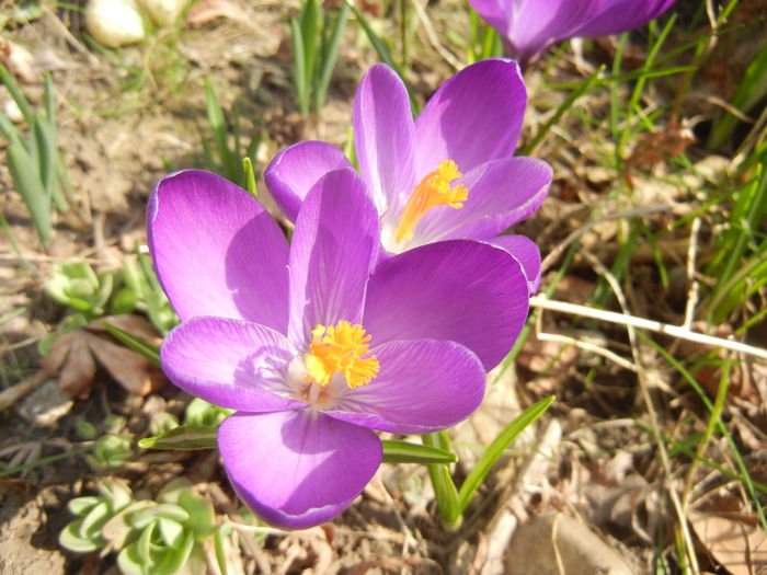 Crocus Flower Record (2015, March 13) - Crocus Flower Record