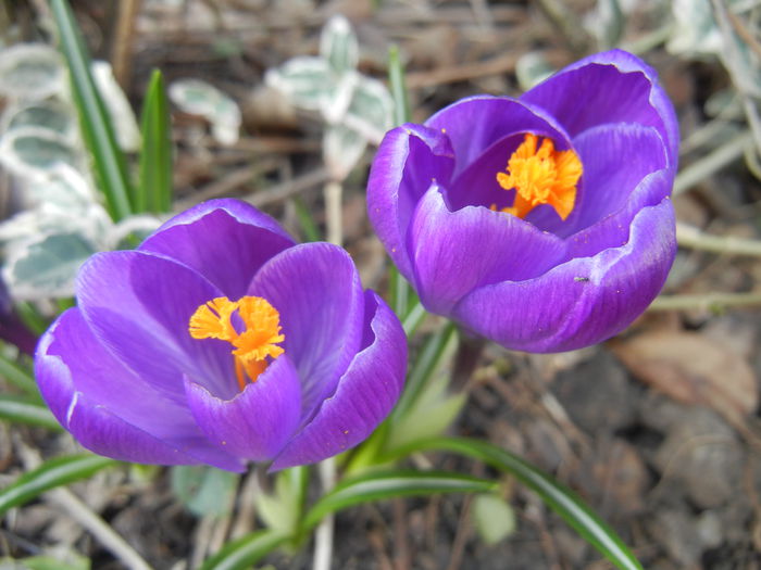 Crocus Remembrance (2015, March 13)