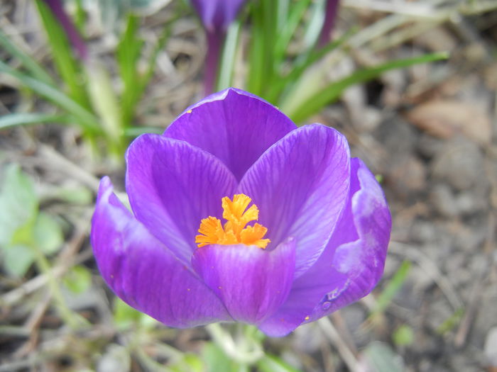 Crocus Remembrance (2015, March 13)