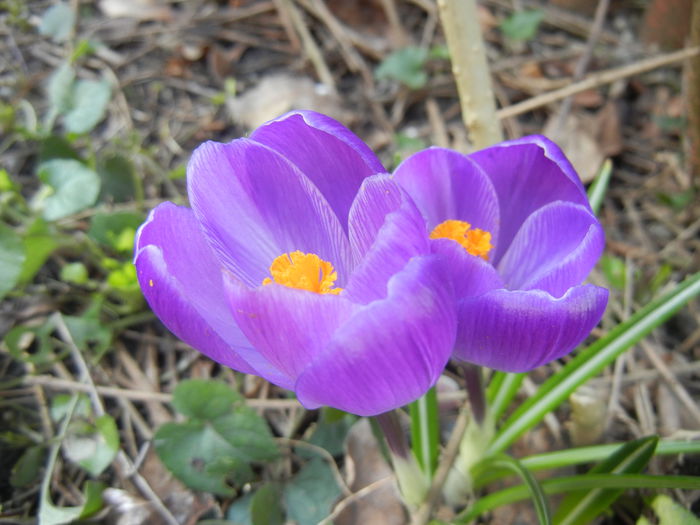 Crocus Remembrance (2015, March 13)