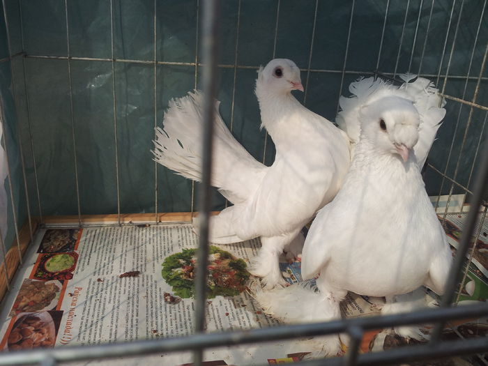 EISK  200 euro perechea !!!!