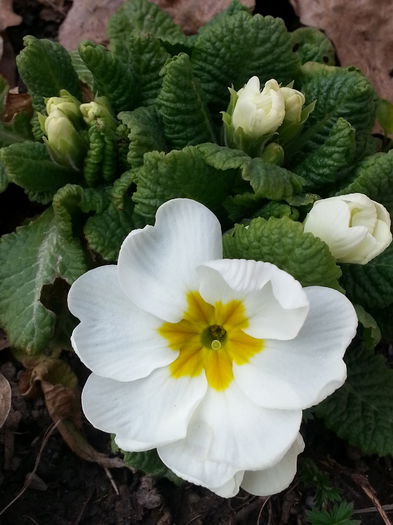 20150321_151143 - 1_PRIMAVARA