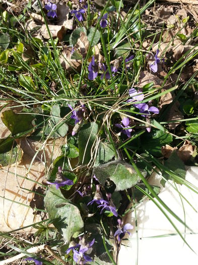 20150321_151122 - 1_PRIMAVARA